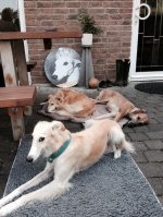 Sira's Freunde bei uns auf der Terrasse 